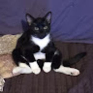 Meet your Posher, Lola